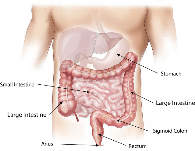 colon stomach bowel