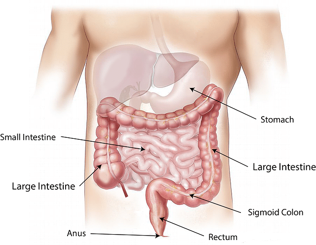 gut abdomen fermented diet food