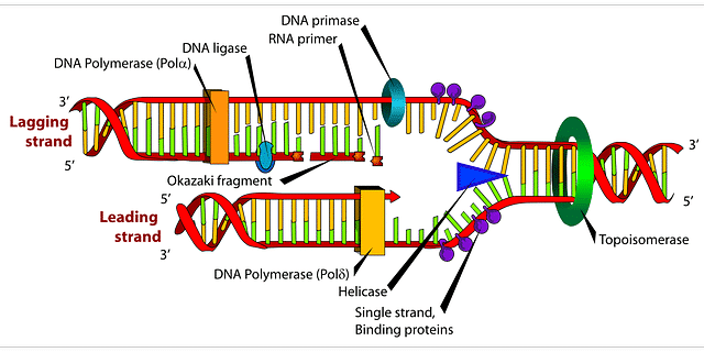 RNA sequences