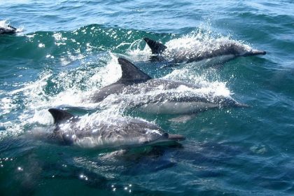 male dolphins
