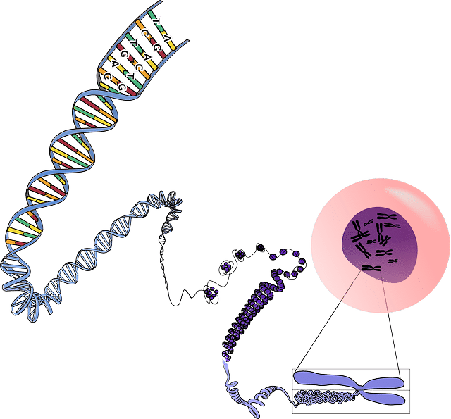 Genes DNA Lifespan