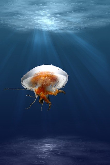 co2 emission jellyfish
