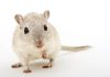 mice experimental animal memory loss