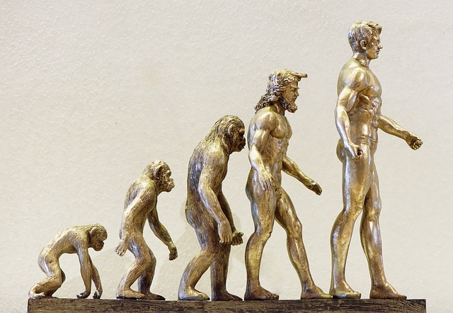 evolution-modern-human