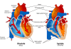 human-heart-cardiovascular