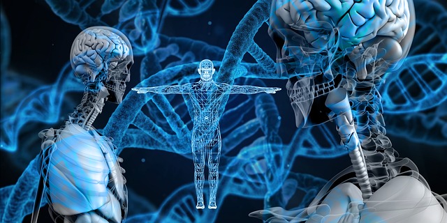 Human DNA Gene Organ